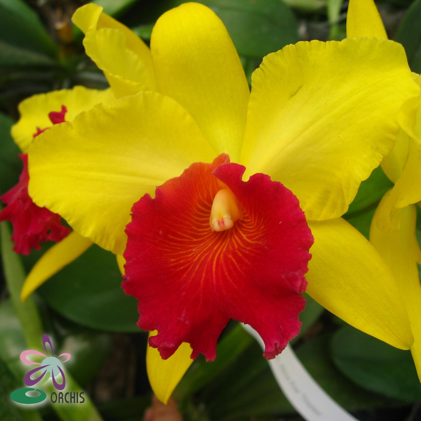 6014 Rhyncholaeliocattleya Alma Kee 'Timplaee' FCC/CST