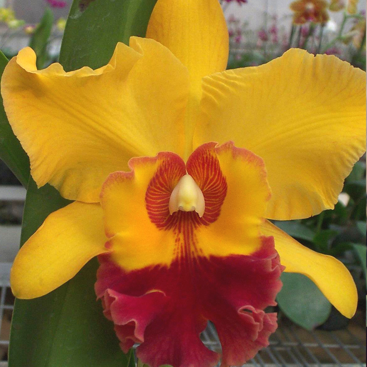 6211	Rhyncholaeliocattleya Chunyeah '# 8'