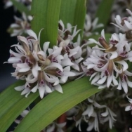 10266 Dendrobium peguanum