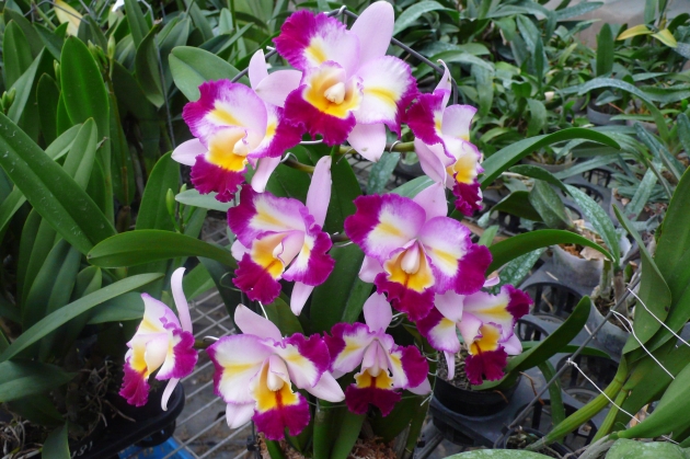 6419 Rhyncholaeliocattleya Tsutung Beauty 'ORCHIS-01' 2