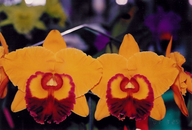 6081	Rhyncholaeliocattleya Chunyeah 'Good Life' (Brassolaeliocattleya) 1