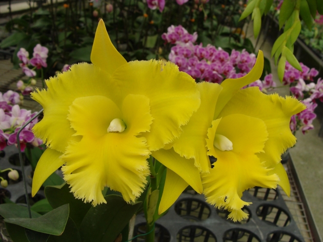 6252	Rhyncholaeliocattleya Ports of Paradise 'Green' 2