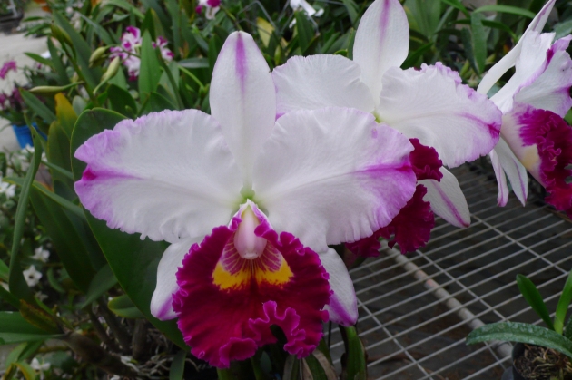 6260	Rhyncholaeliocattleya Kuwale Gem 'Xin- Xin' 1