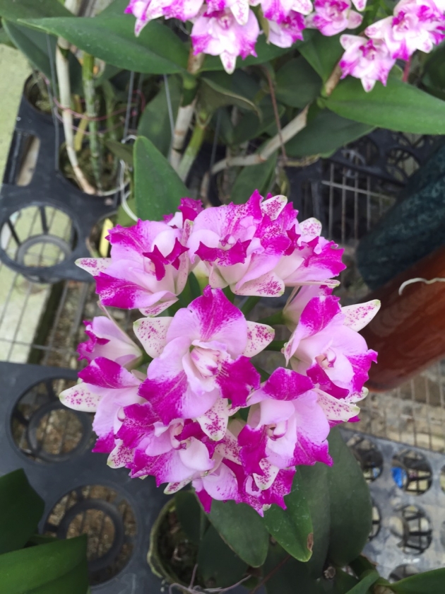 6261	Cattleya Monte Elegante 'ORCHIS' 2