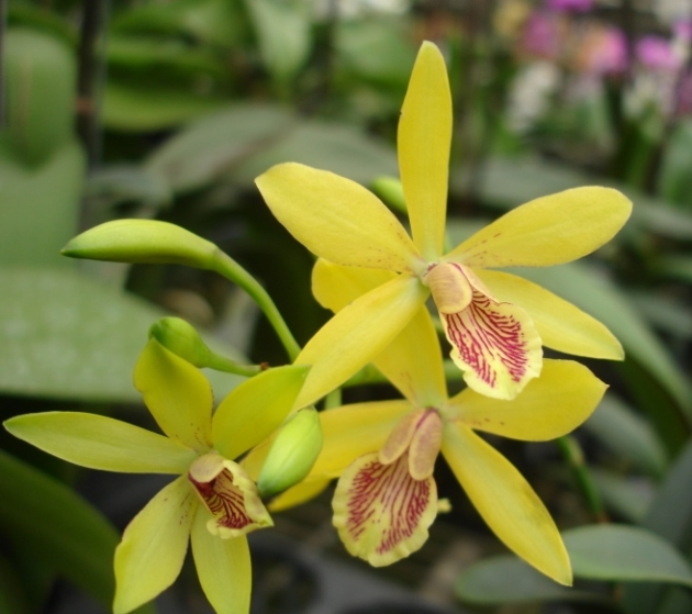 6379	Guaricyclia Kyoguchi 'M. Sano' 2