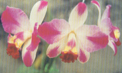 6429	Cattleya Hsinying Excell 'DG' 1
