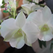 10079 Dendrobium Burana White 