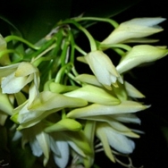 10096 Dendrobium Lamellatum 1