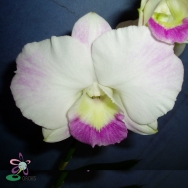 10103 Dendrobium Burana Pearl
