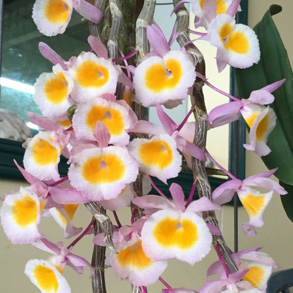 10324 Dendrobium Primulinum from Loas 