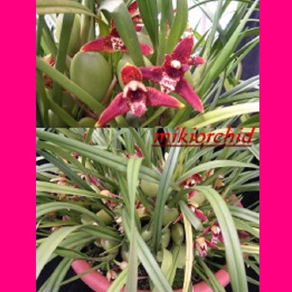 9151 Maxillaria Tenuifolia