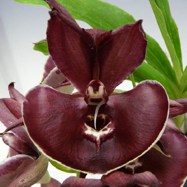 9373 Catasetum Orchidglade 