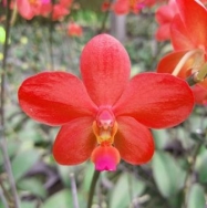 41189 Phalaenopsis Chingruey