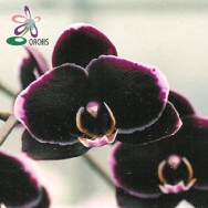 4140 Doritaenopsis  Black Butterfly "ORCHIS-01"