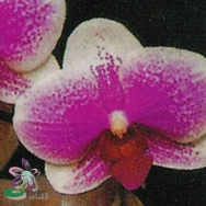 4172 Phalaenopsis  Ho