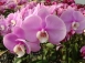 4788	(Phalaenopsis Sogo Yukidian x Dtps. Taiwan Black Jack) 'Pink #1'